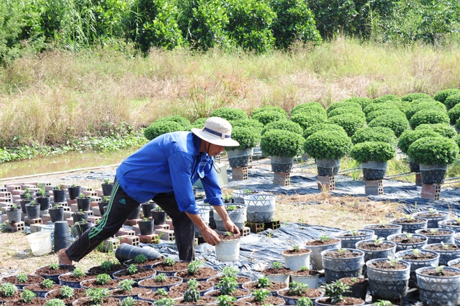 Nông dân Cần Thơ chuẩn bị mùa hoa Tết Nguyên đán: Lo lắng thời tiết, dịch bệnh   - ảnh 2