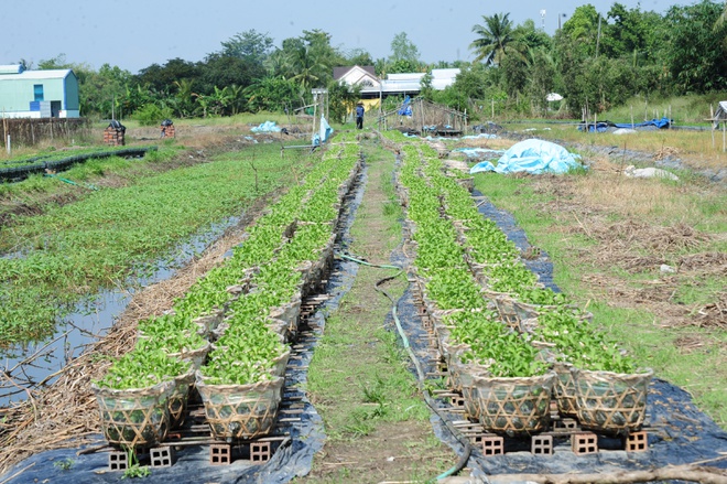 Nông dân Cần Thơ chuẩn bị mùa hoa Tết Nguyên đán: Lo lắng thời tiết, dịch bệnh   - ảnh 4