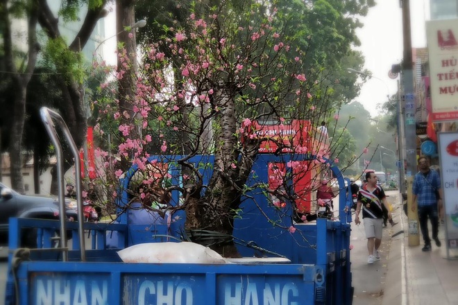 Một chiếc xe chở cây đào được gửi từ ngoài Hà Nội vào TP.HCM /// Đăng Nguyên 