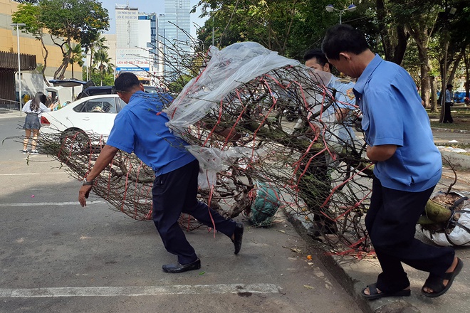 Bắt đầu từ 12 giờ trưa những gốc đào được di dời