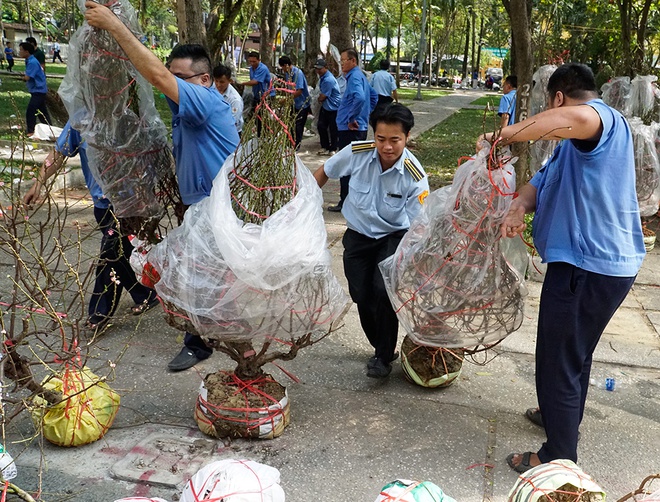 Chiều 30 Tết: Chủ nhìn hoa đào bỏ lên xe rác giữa Sài Gòn, chục người nhặt đem về - ảnh 5