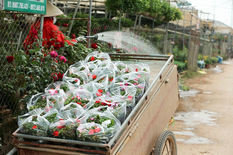 Làng hoa ven sông Hồng khoe hàng trăm giống hồng quý phục vụ Tết - ảnh 11