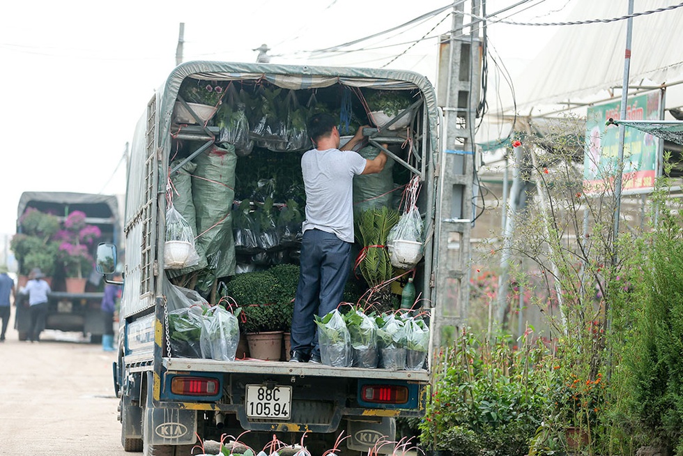 Làng hoa ven sông Hồng khoe hàng trăm giống hồng quý phục vụ Tết - ảnh 12