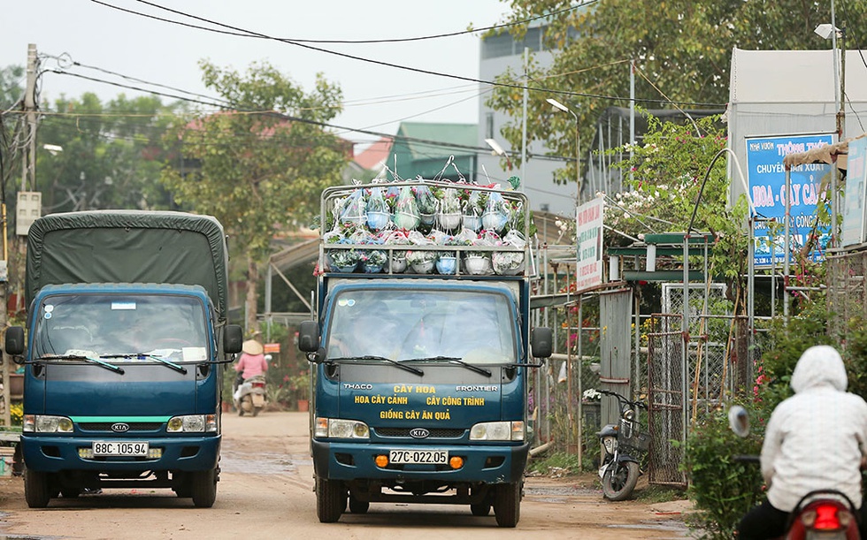 Làng hoa ven sông Hồng khoe hàng trăm giống hồng quý phục vụ Tết - ảnh 13