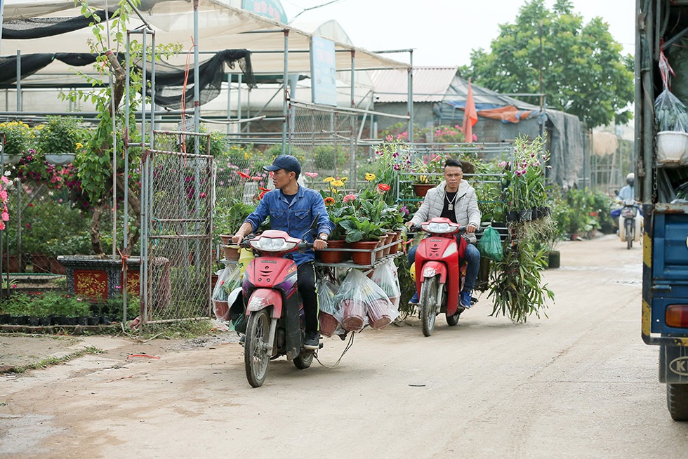 Làng hoa ven sông Hồng khoe hàng trăm giống hồng quý phục vụ Tết - ảnh 14